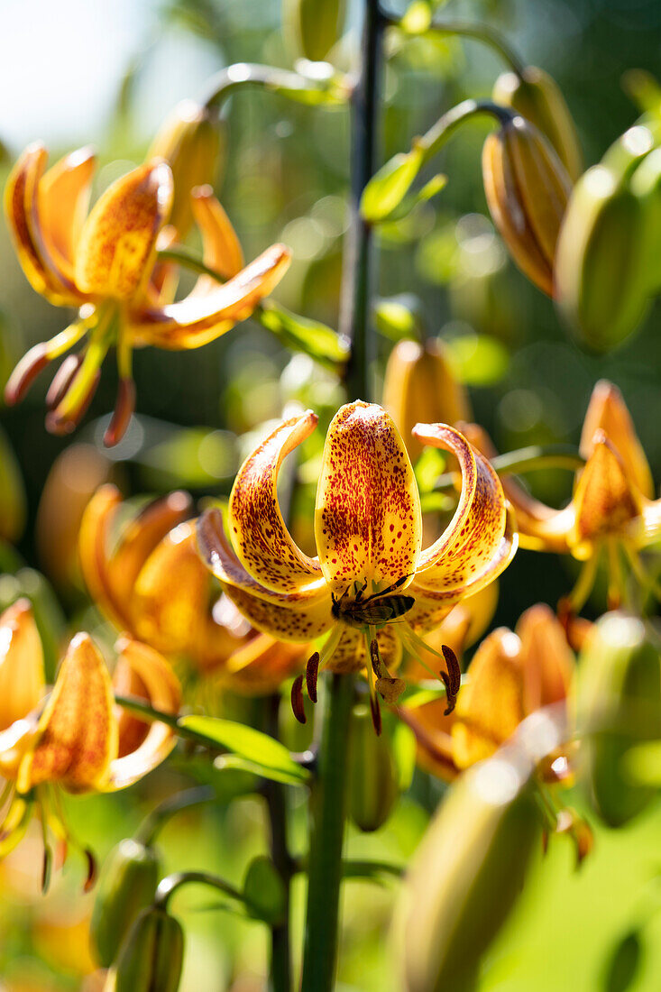 Lilium Sunny Morning