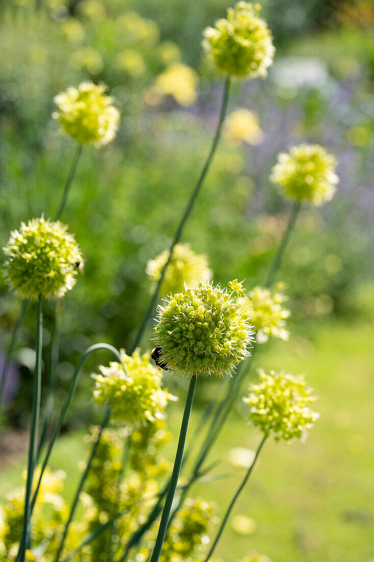 Scharfer Gelblauch (Allium obliquum)