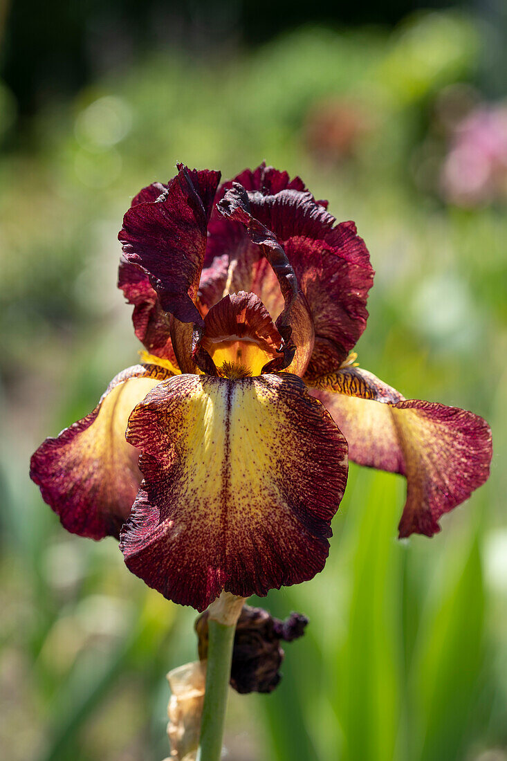 Iris Provencal