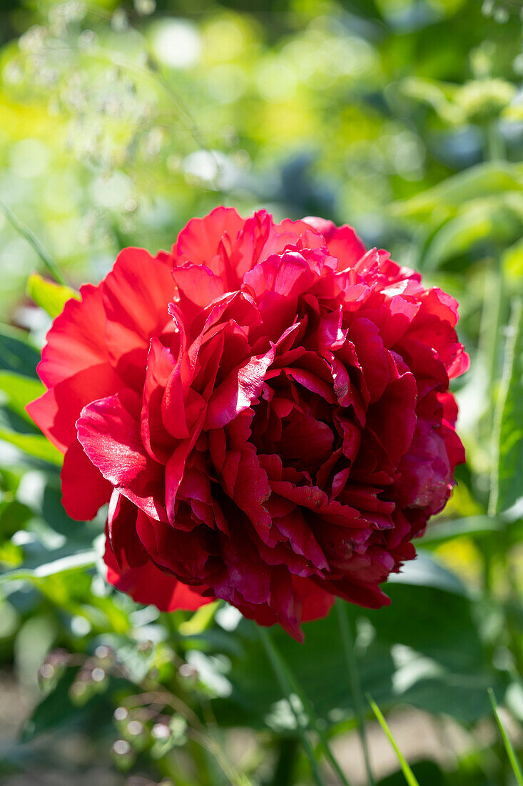 Paeonia Henry Bockstoce