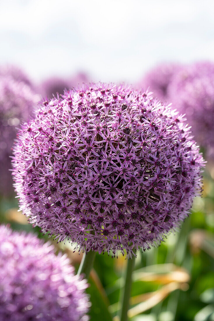 Allium Party Balloons