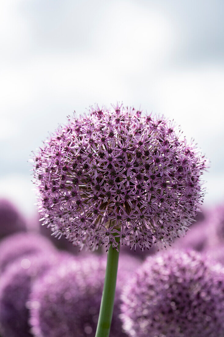 Zierlauch (Allium) 'Party Balloons'