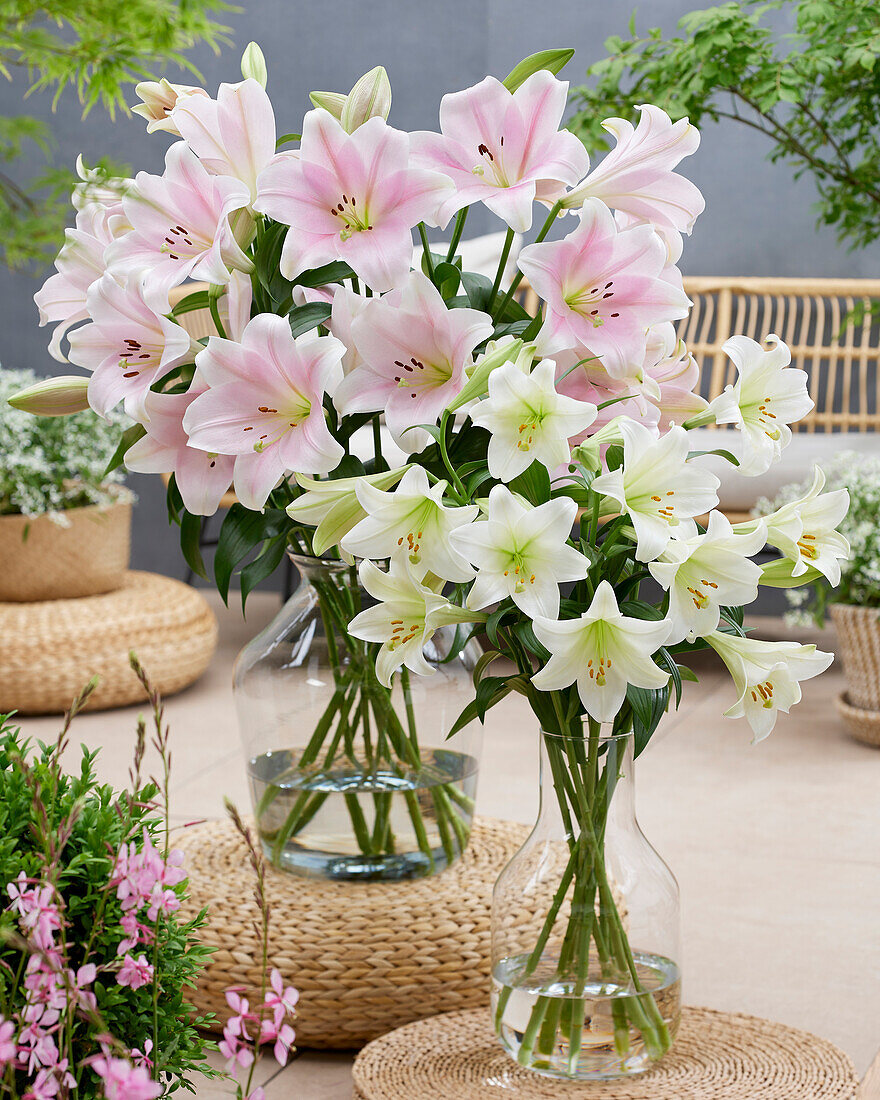  Lilium Pink Heaven, White Triumphator