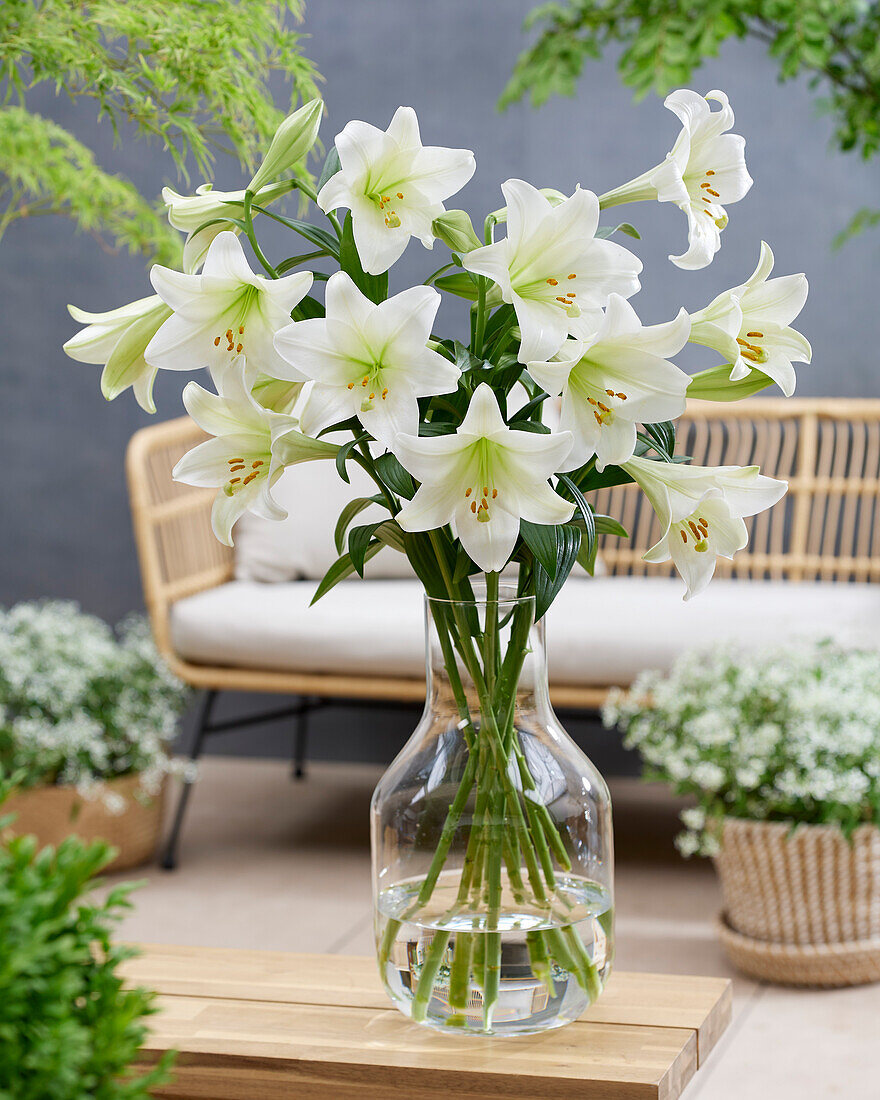  Lilium White Triumphator