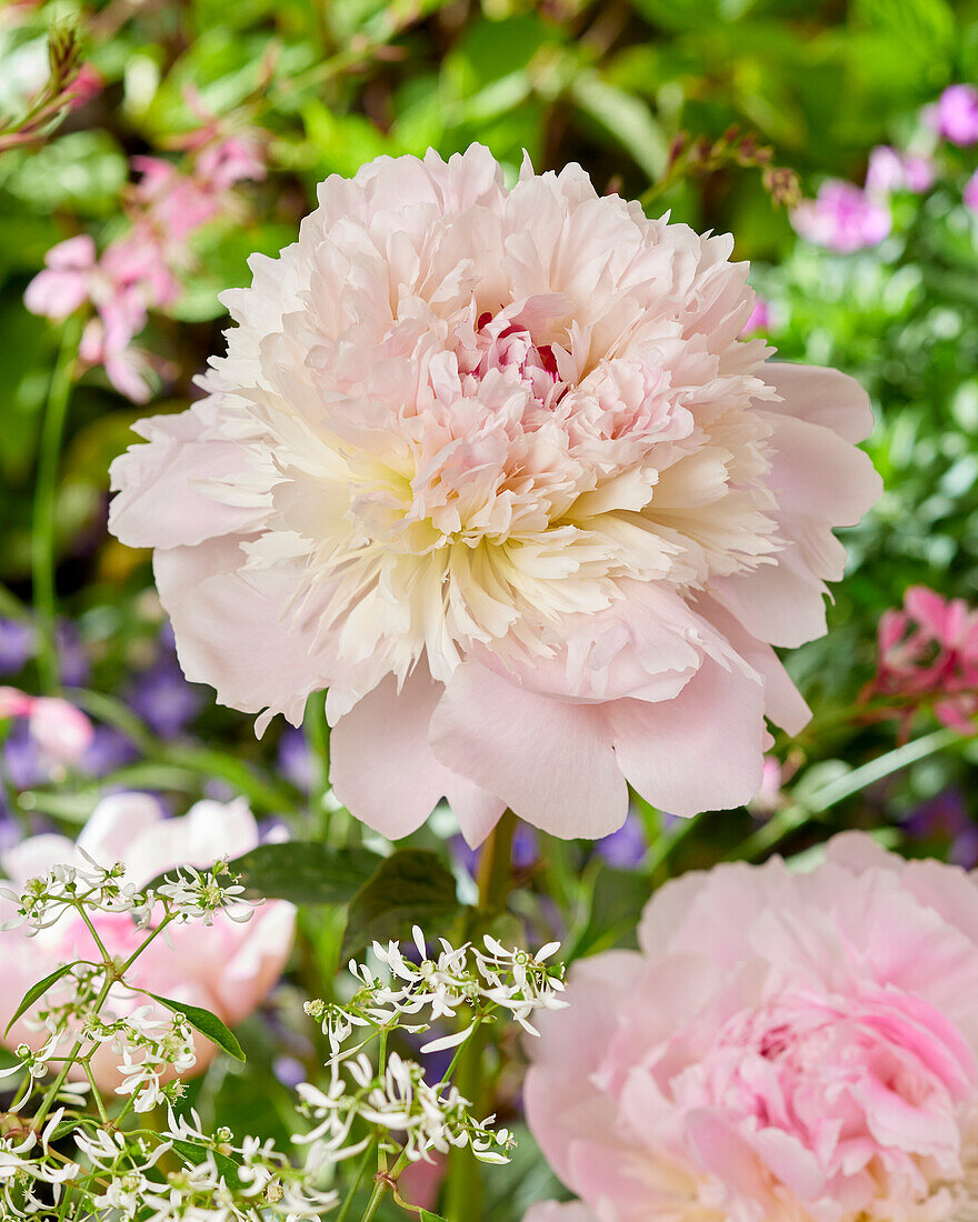 Paeonia Alertie