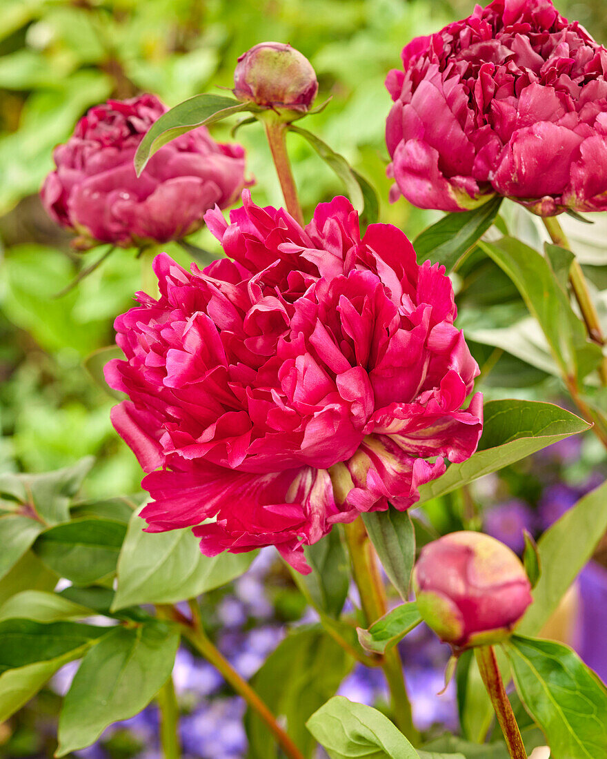 Paeonia Red Magic