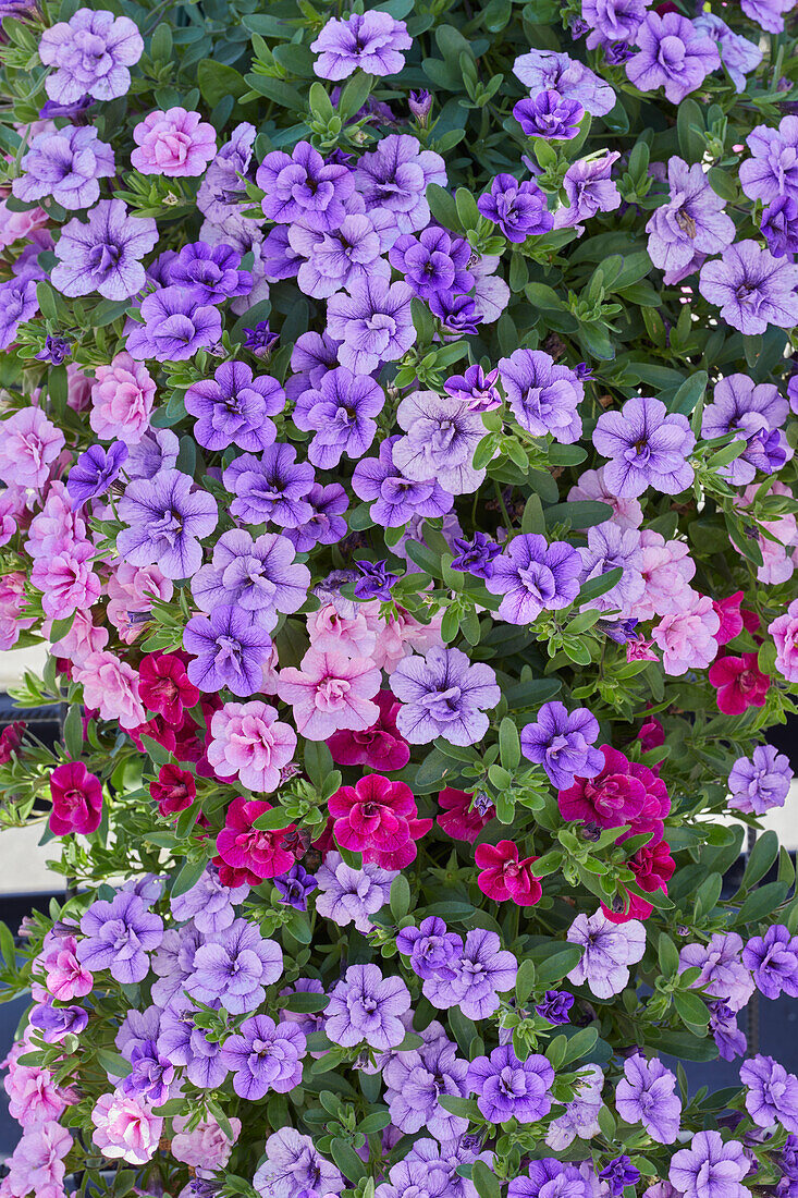 Petunie (Petunia)