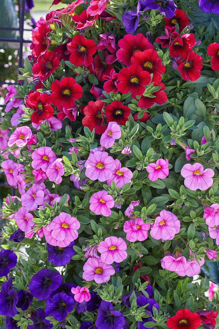 Petunie (Petunia)