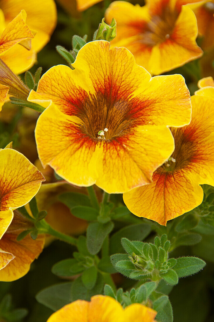 Petunie (Petunia) 'Petchoa BeautiCal Caramel Yellow'