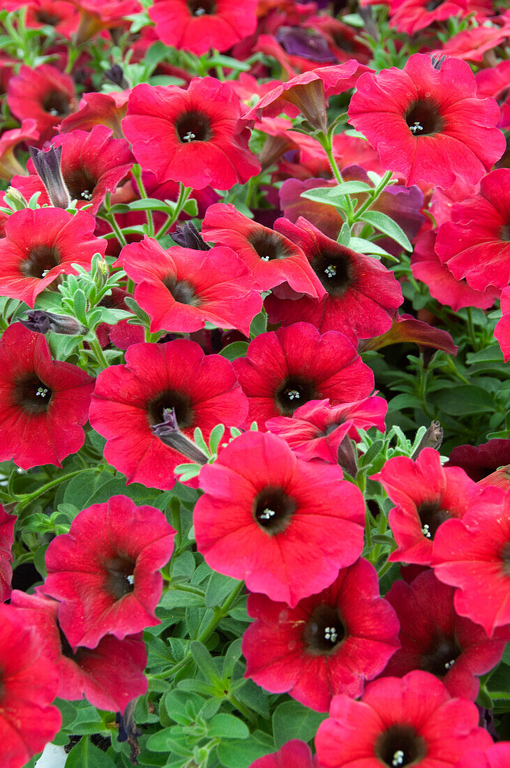 Petunia Petchoa BeautiCal Bordeaux