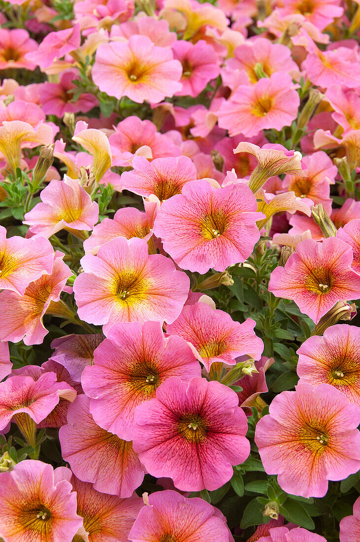 Petunie (Petunia) 'Petchoa BeautiCal Sunray Pink'