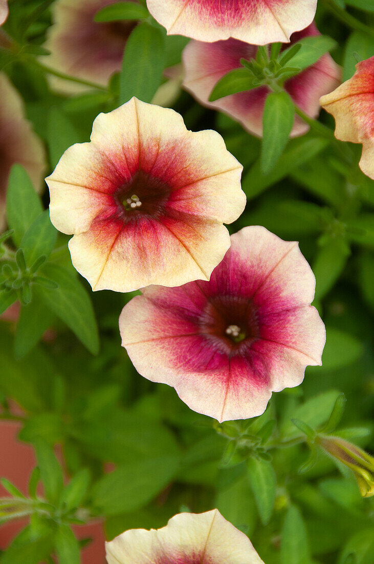 Petunia Fun House Peach Melba