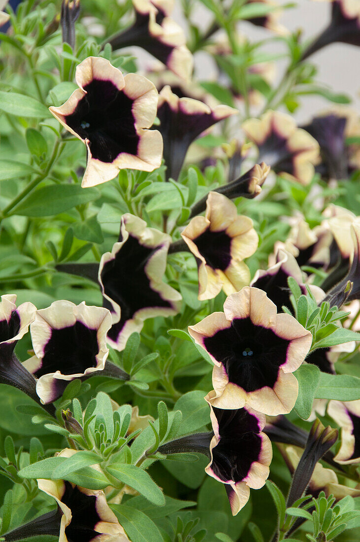 Petunia Sanguna Deep Burgundy Picotee