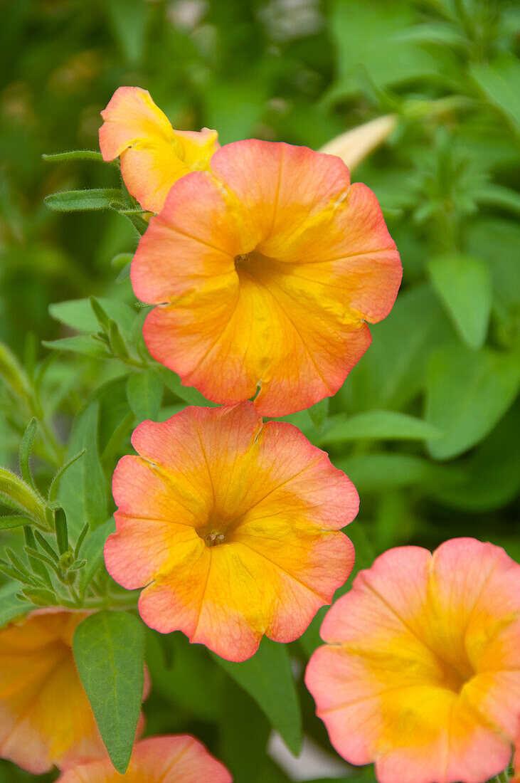 Petunia Fun House Papaya