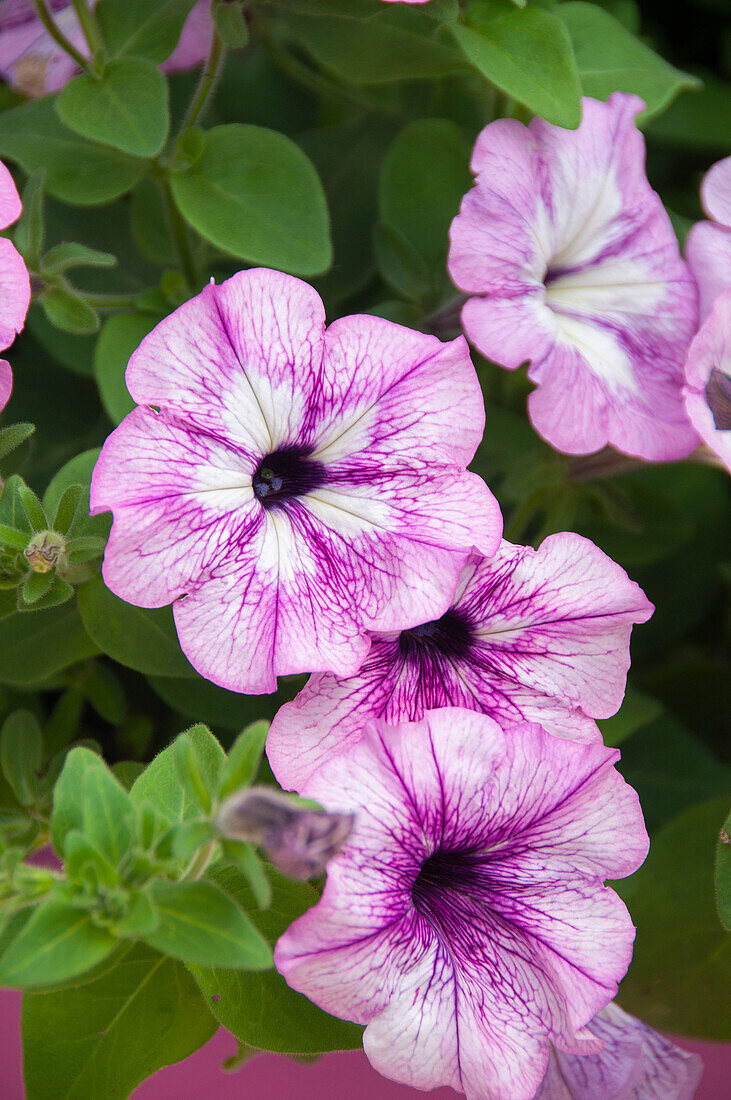 Petunia Fun House Vintage Lilac