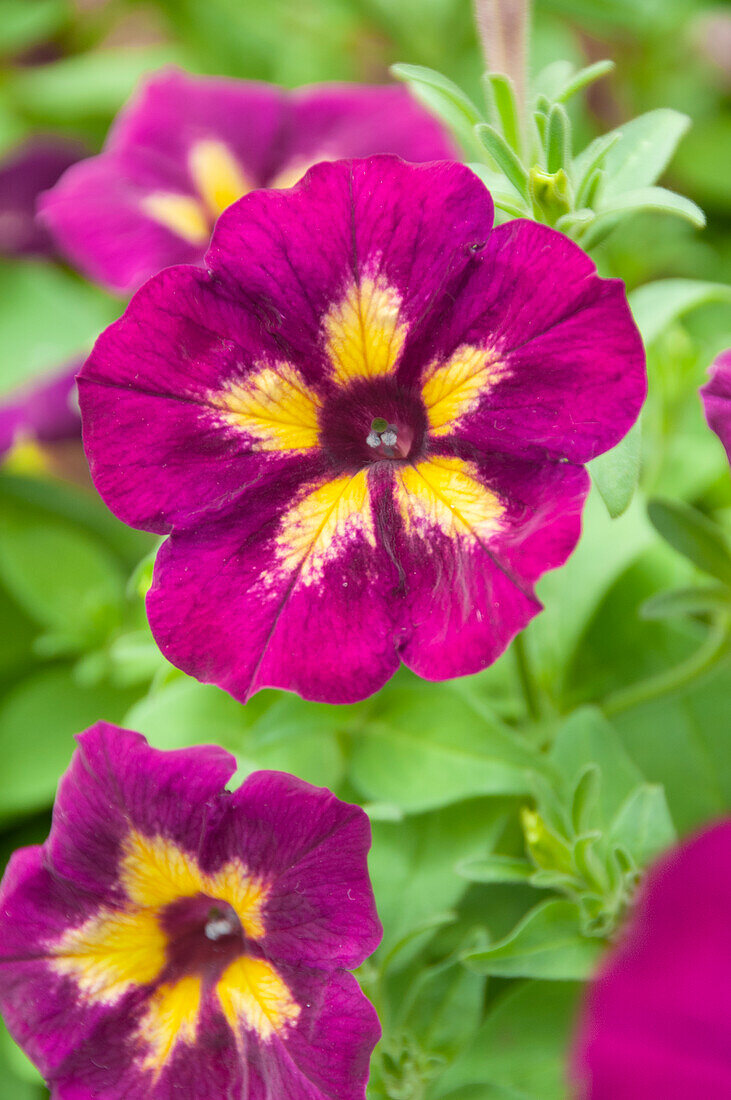 Petunia Fun House Glowing Garnet