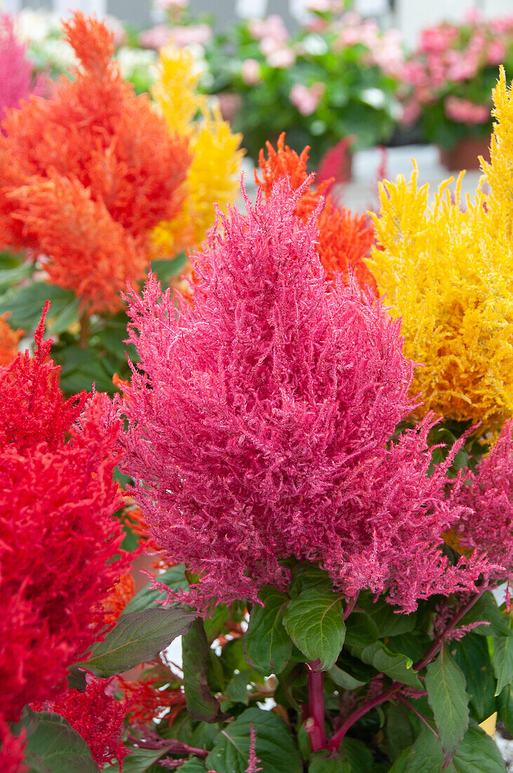 Celosia plumosa Century mix