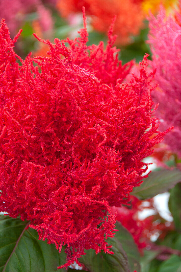 Federbusch-Celosie (Celosia plumosa) 'Century Red'