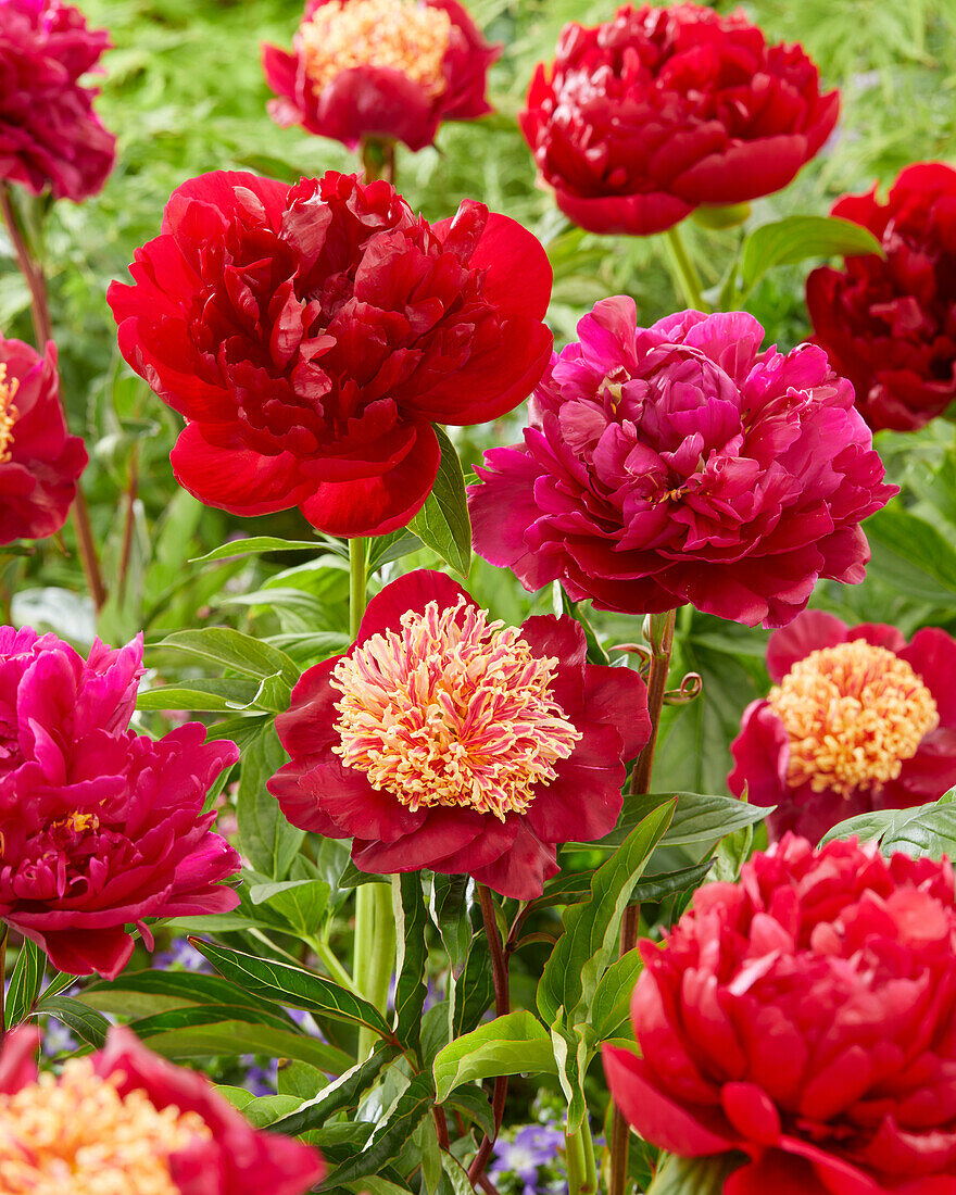  Paeonia mix