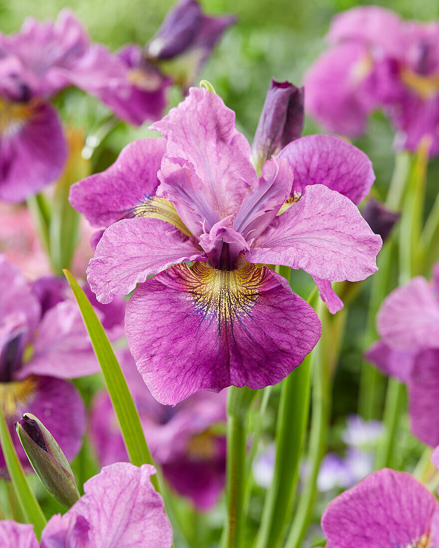 Sibirische Schwertlilie (Iris sibirica) 'See Ya Later'