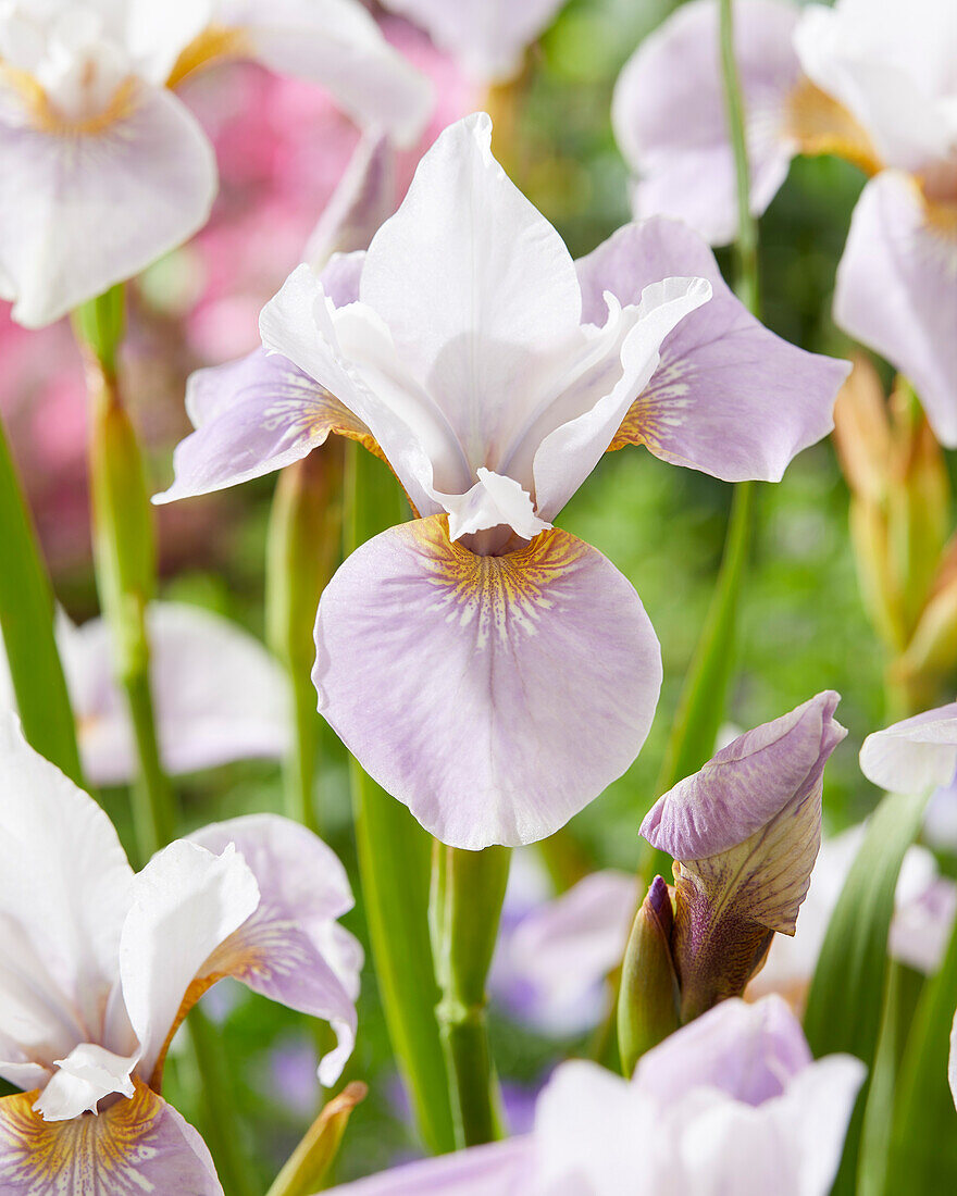 Sibirische Schwertlilie (Iris sibirica) 'Pleasures of May'