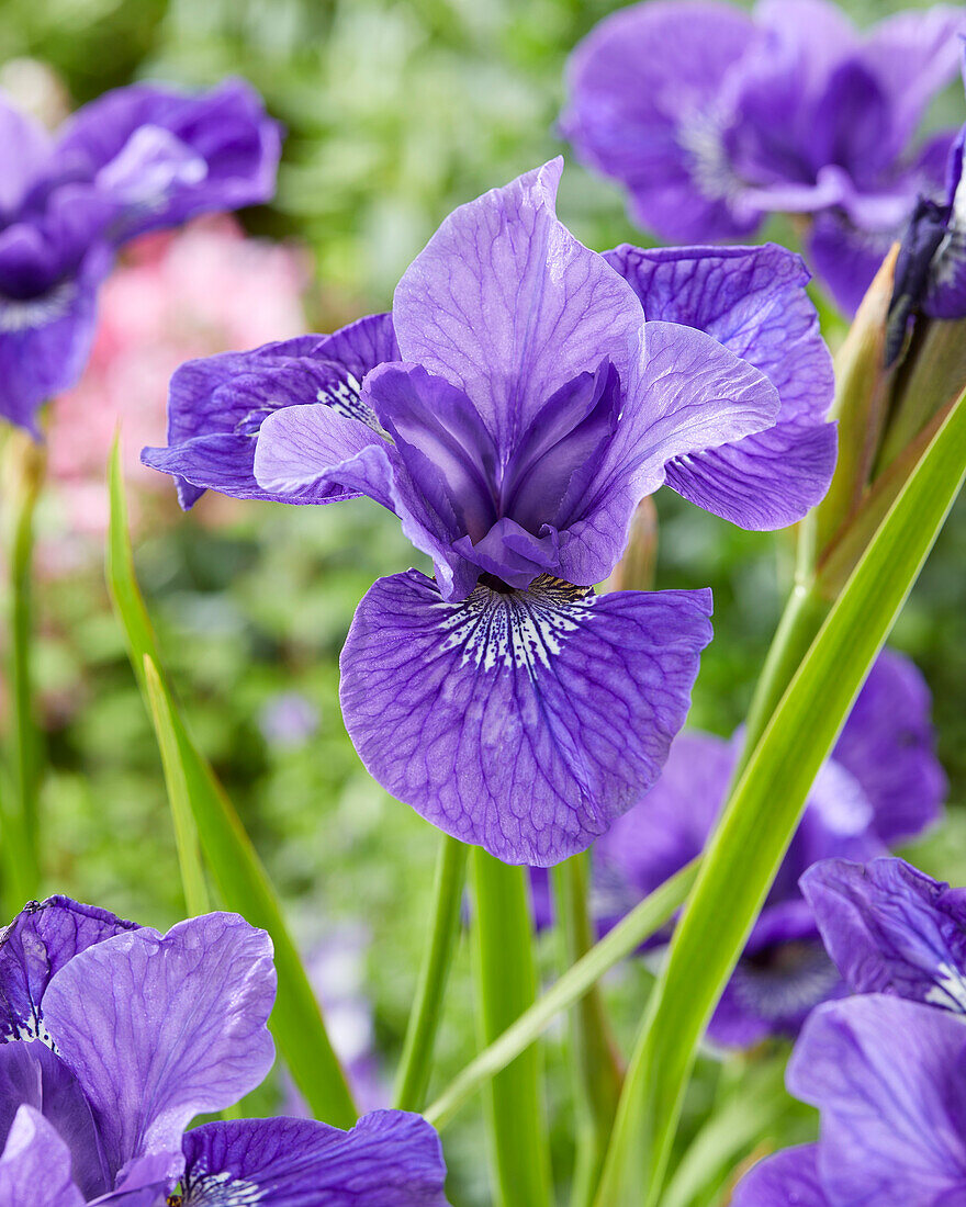 Iris sibirica Mabel Coday