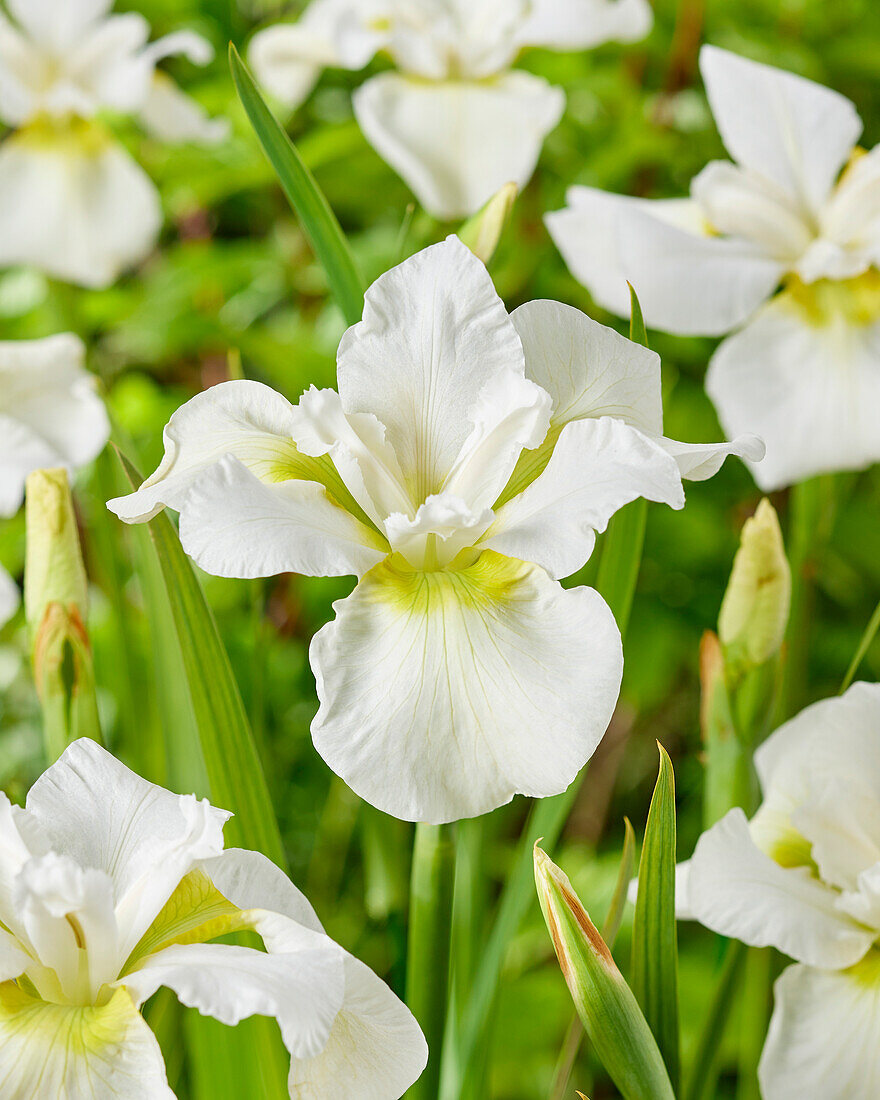 Sibirische Schwertlilie (Iris sibirica) 'Esther C.D.M.'