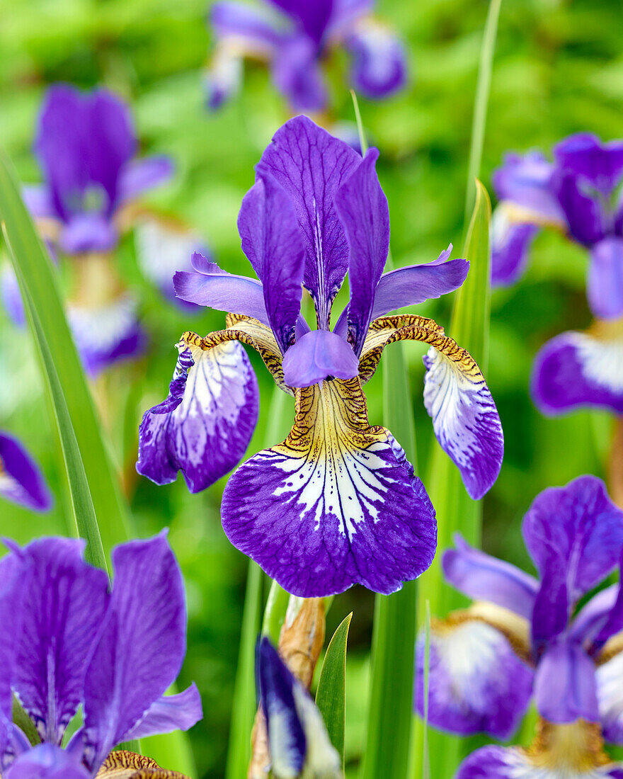 Sibirische Schwertlilie (Iris sibirica) 'Claret Cup'