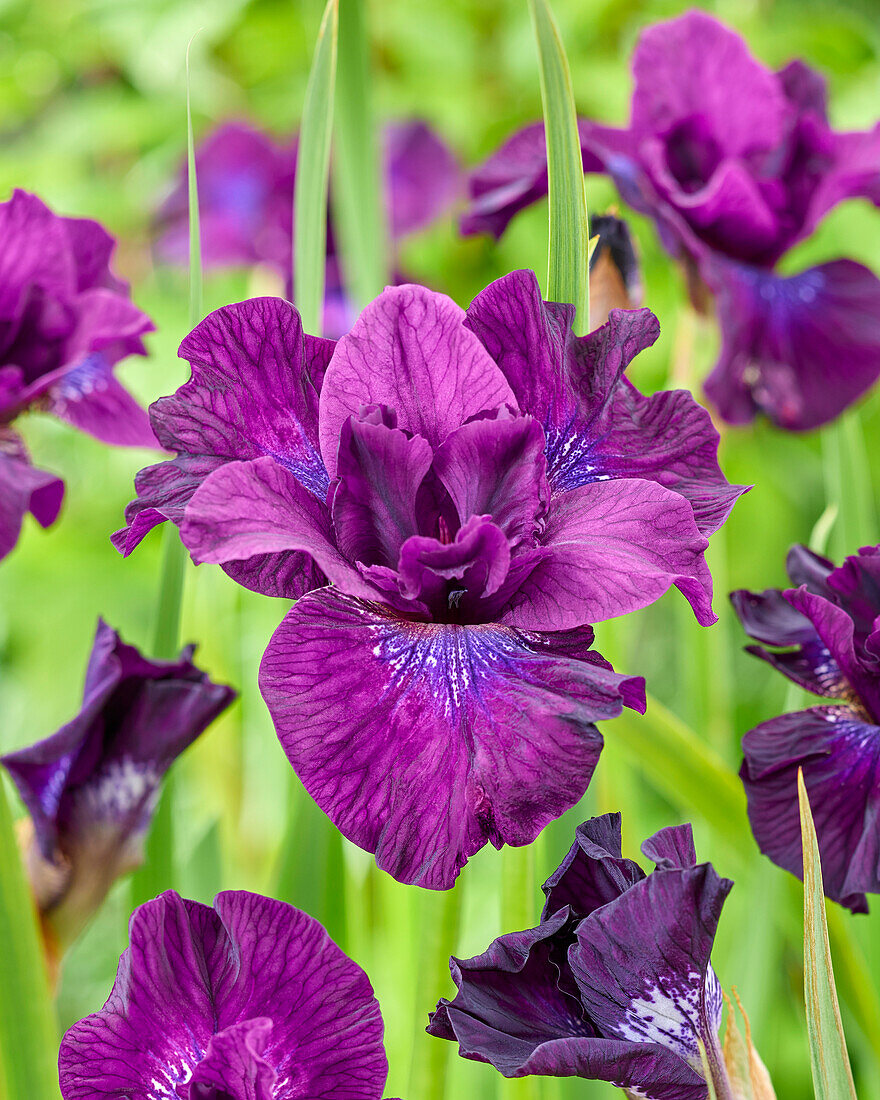 Sibirische Schwertlilie (Iris sibirica) 'Purplelicious'