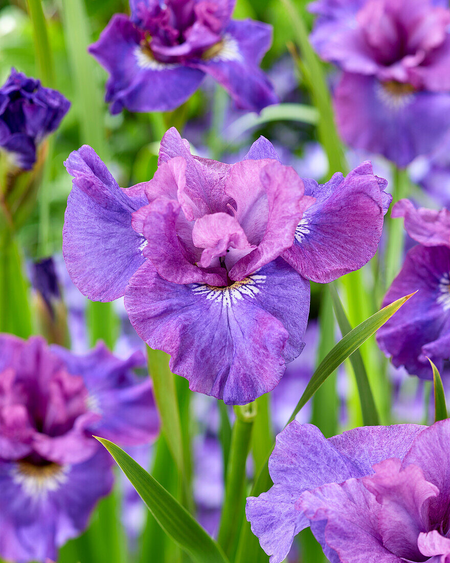 Sibirische Schwertlilie (Iris sibirica) 'Rosy Bows'