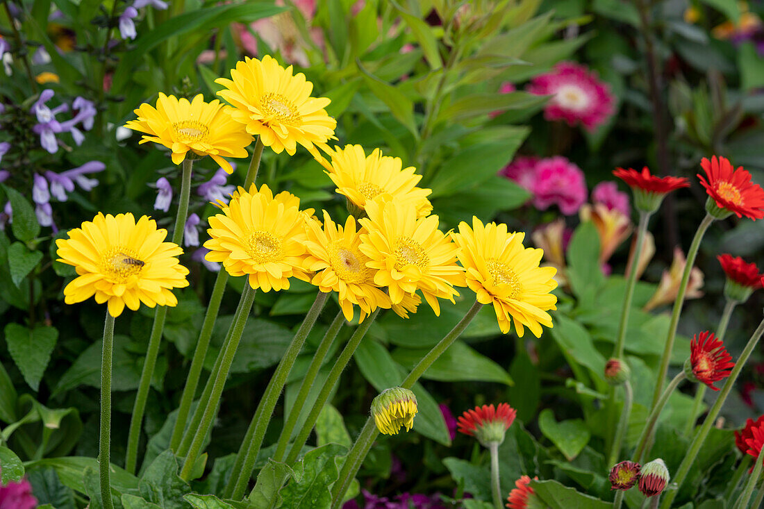 Gerbera