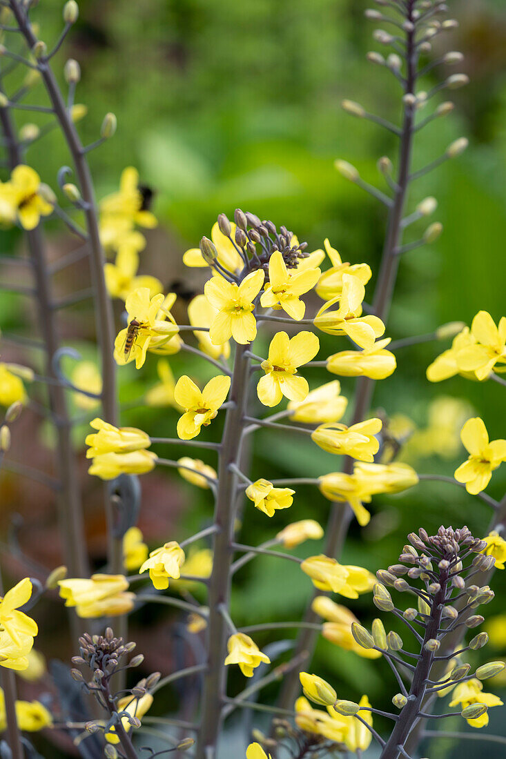 Brassica oleracea