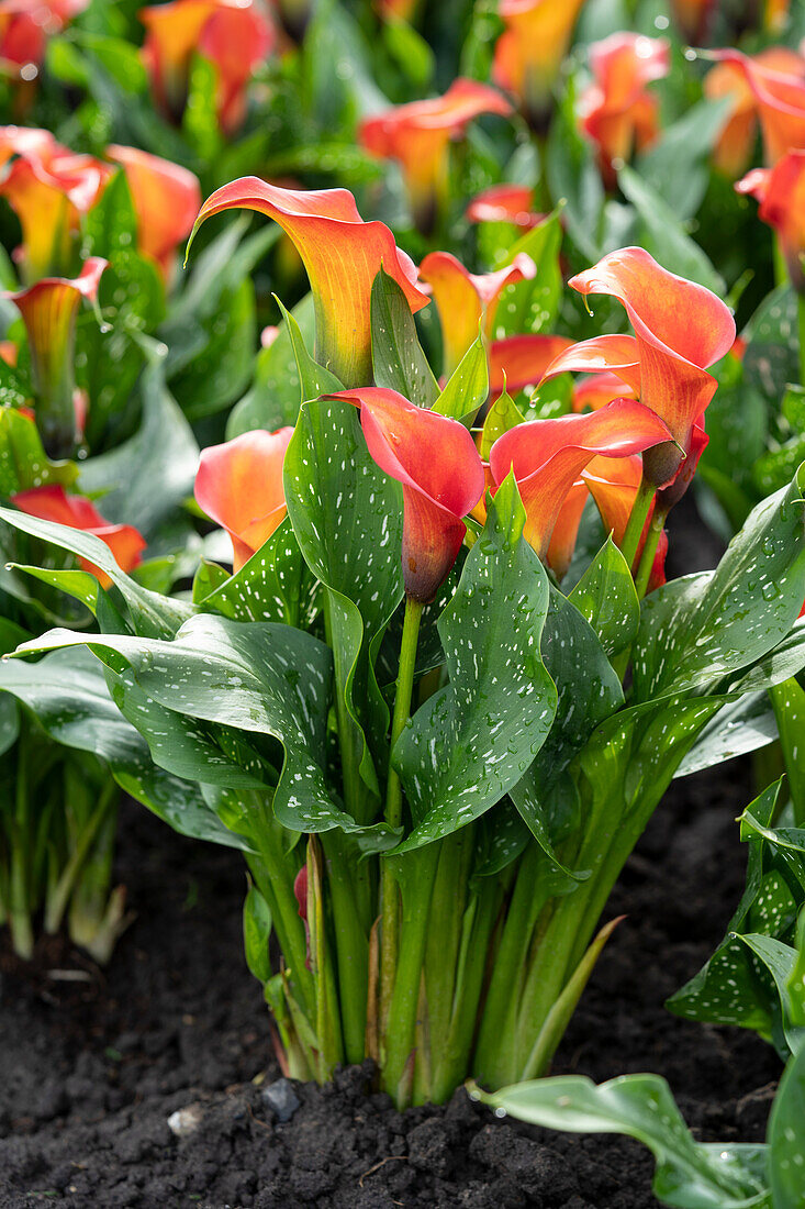 Zantedeschia