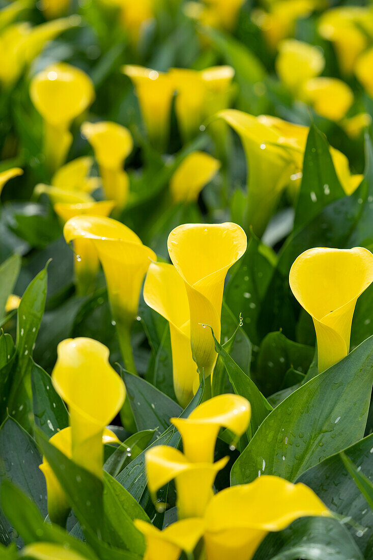 Zantedeschia