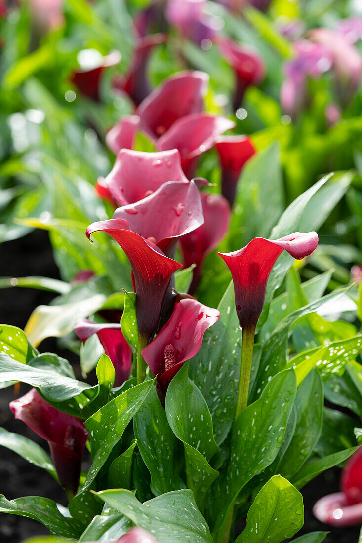 Zantedeschia