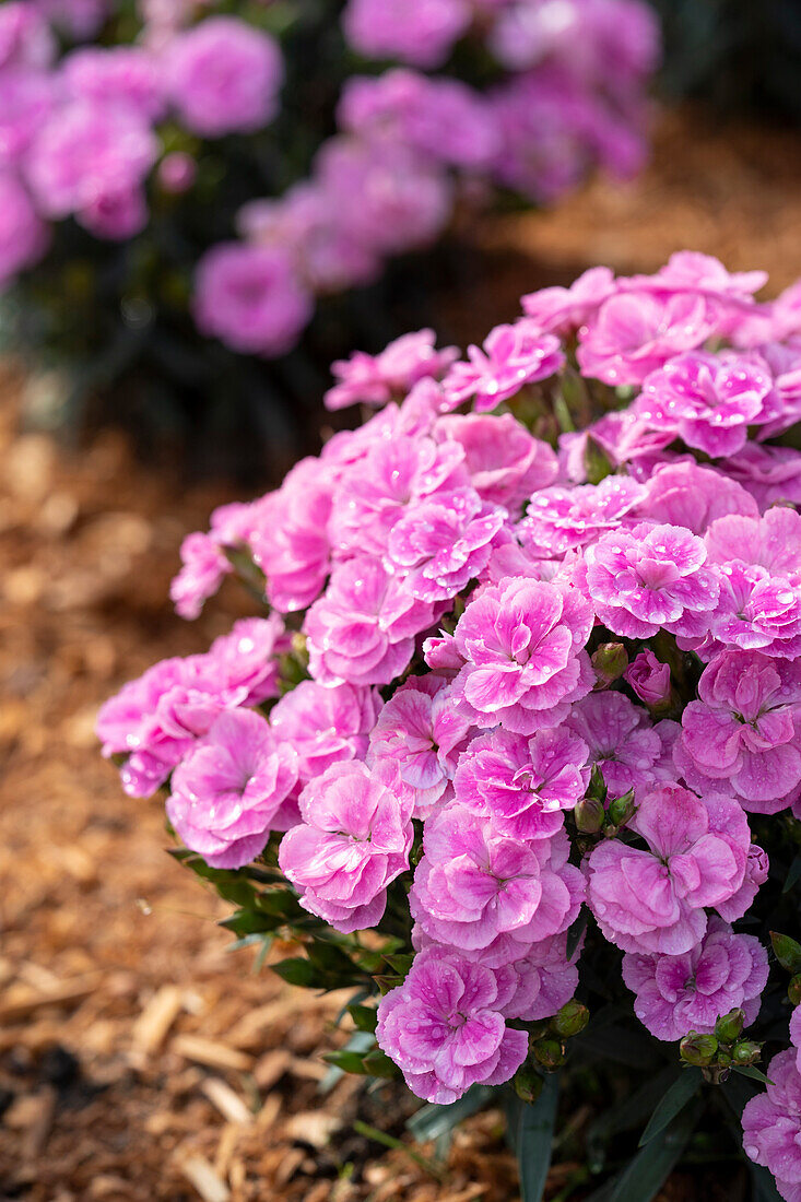 Dianthus Peman Fancy Lilac