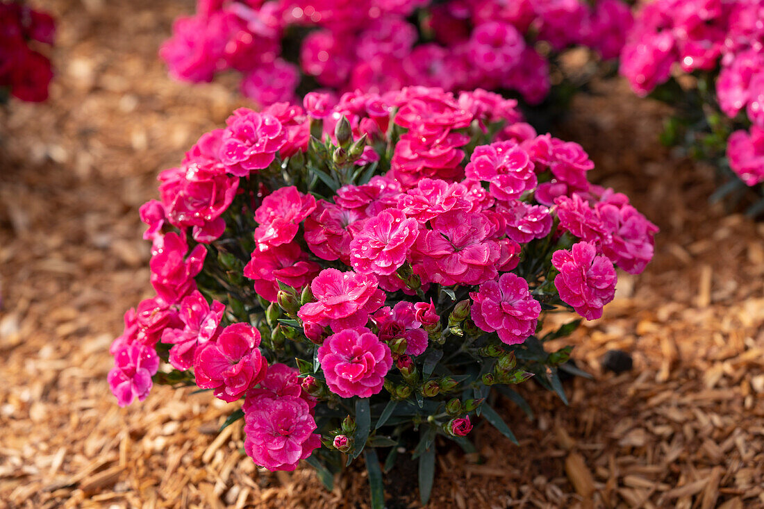 Dianthus Peman Fancy Cerise