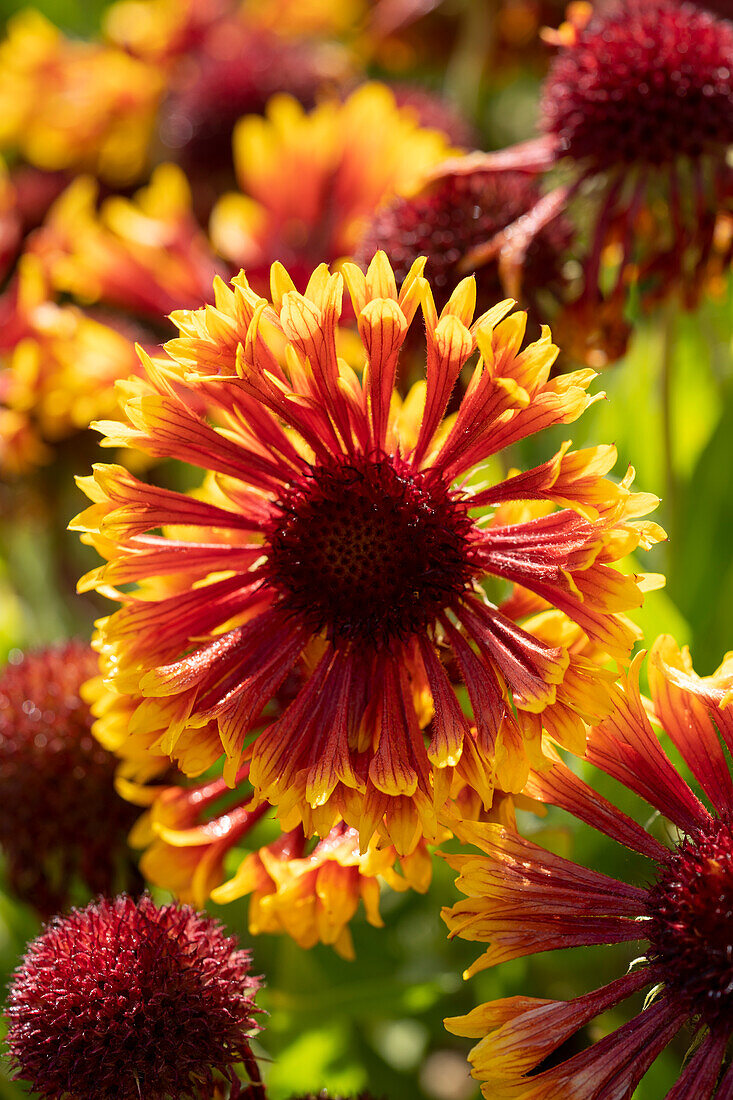 Gaillardia SpinTop Mariachi Copper Sun