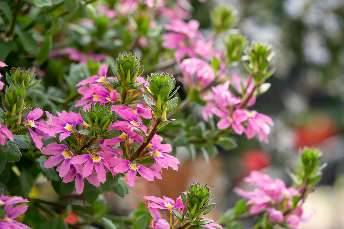 Scaevola Scala Pink