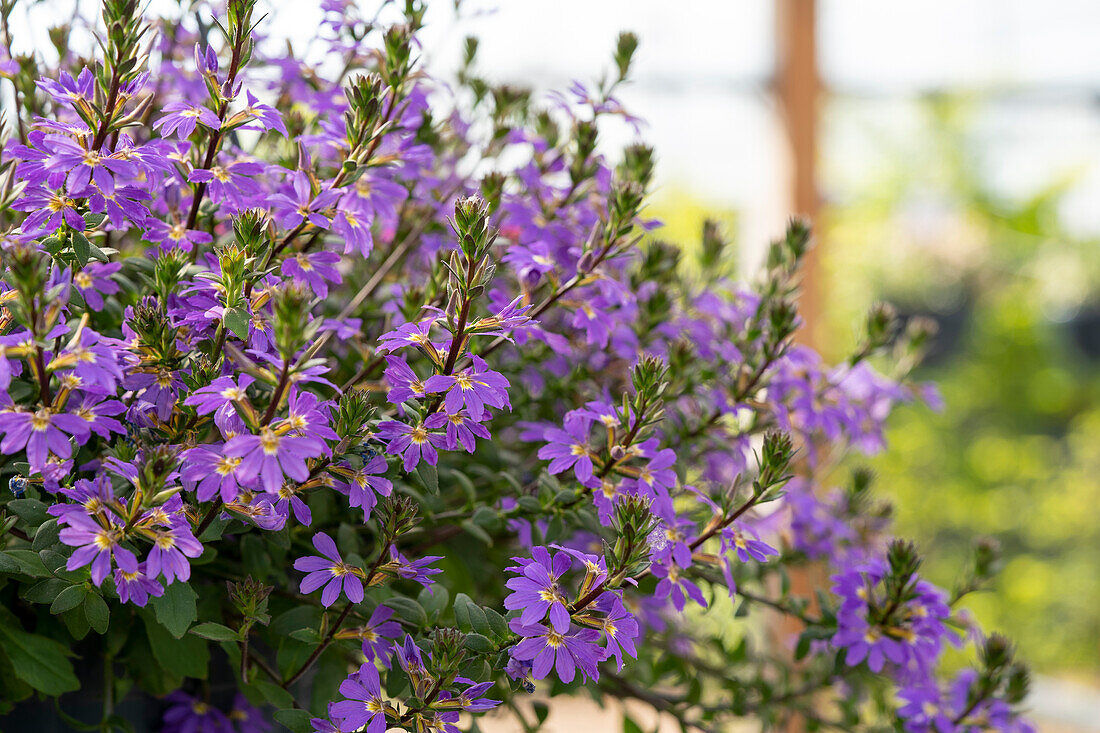 Scaevola Scala Blue