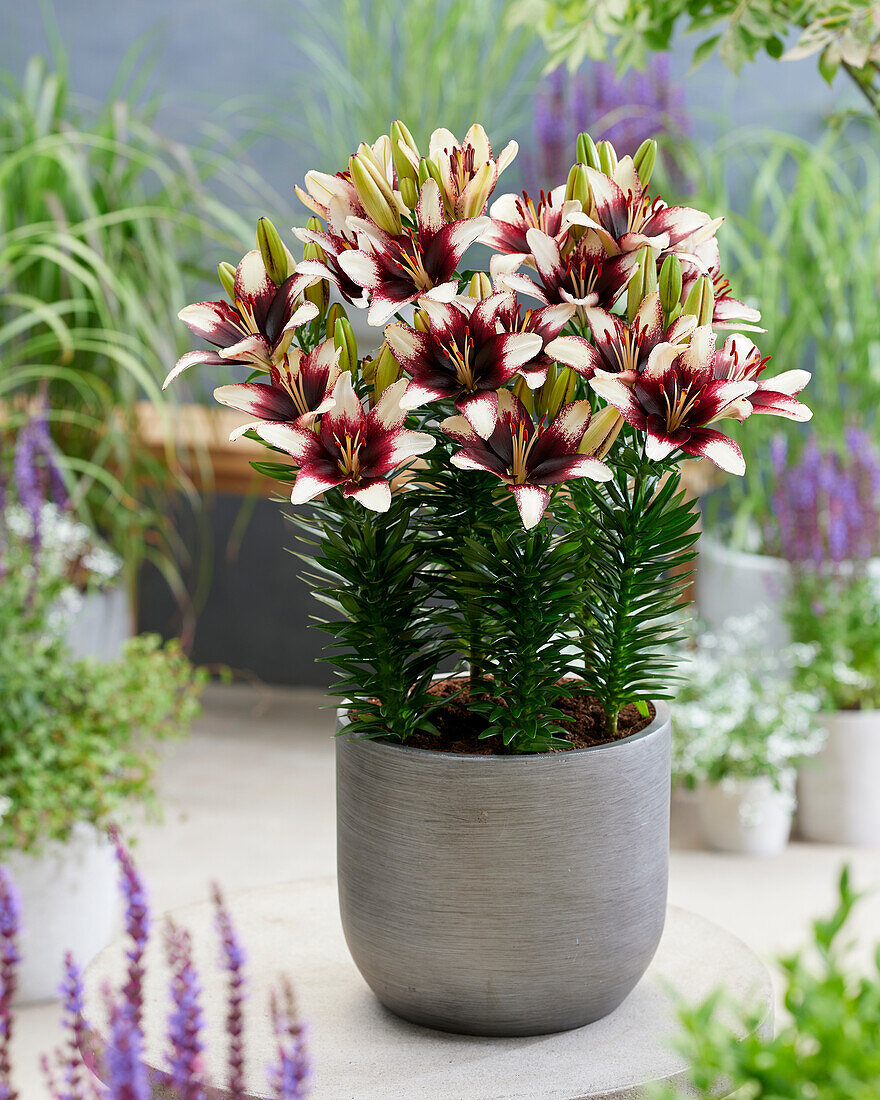 Lilium White Petticoat