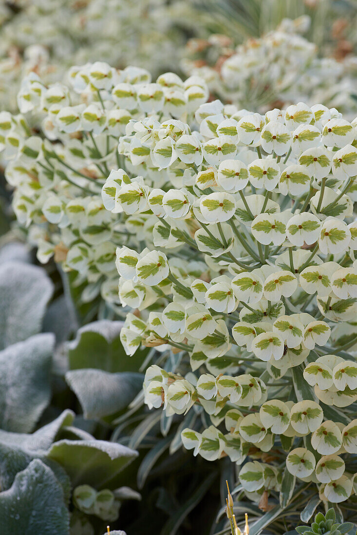 Palisaden-Wolfsmilch (Euphorbia characias)'Tasmanian Tiger'