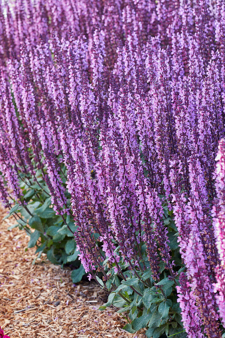 Steppen-Salbei (Salvia nemorosa) 'Mitternachtsrose'