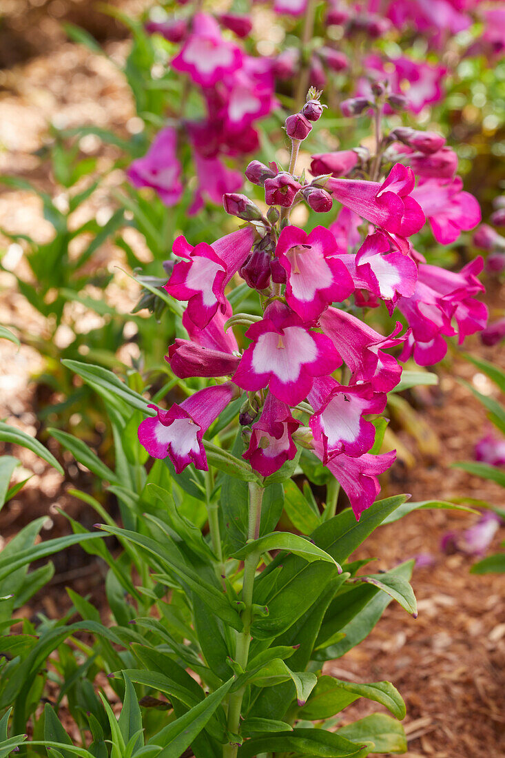 Bartfaden (Penstemon) 'PepTalk Cerise'