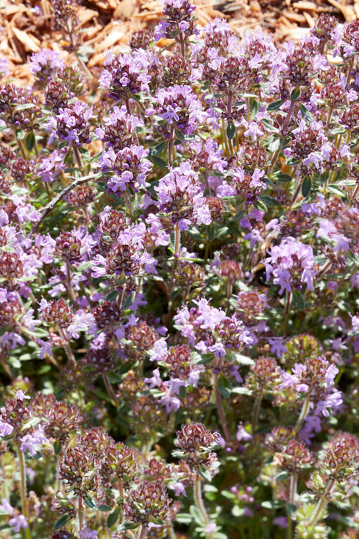 Sand-Thymian (Thymus serpyllum) 'Pink Chintz'