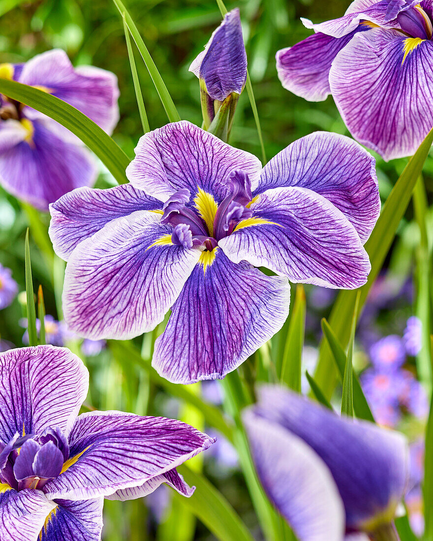 Japanische Sumpf-Schwertlilie (Iris ensata) 'Dinner Plate Sundae'