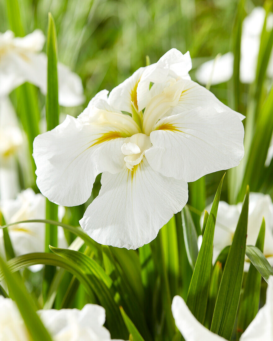 Japanische Sumpf-Schwertlilie (Iris ensata) 'Dinner Plate Cupcake'