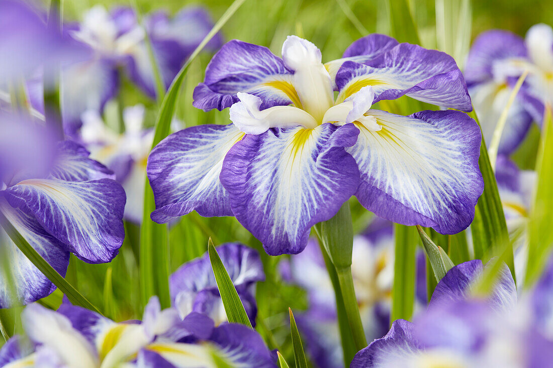 Japanische Sumpf-Schwertlilie (Iris ensata) 'Dinner Plate Carrot Cake'