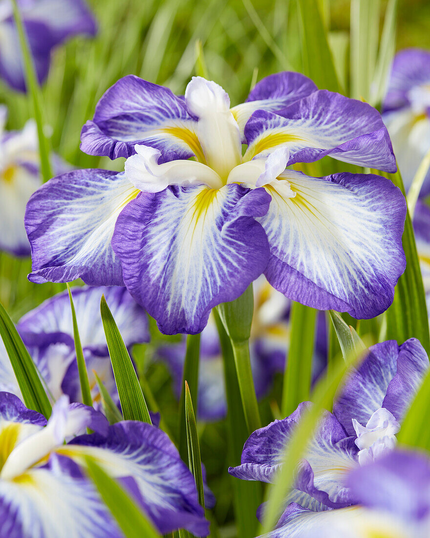 Iris ensata Dinner Plate Carrot Cake