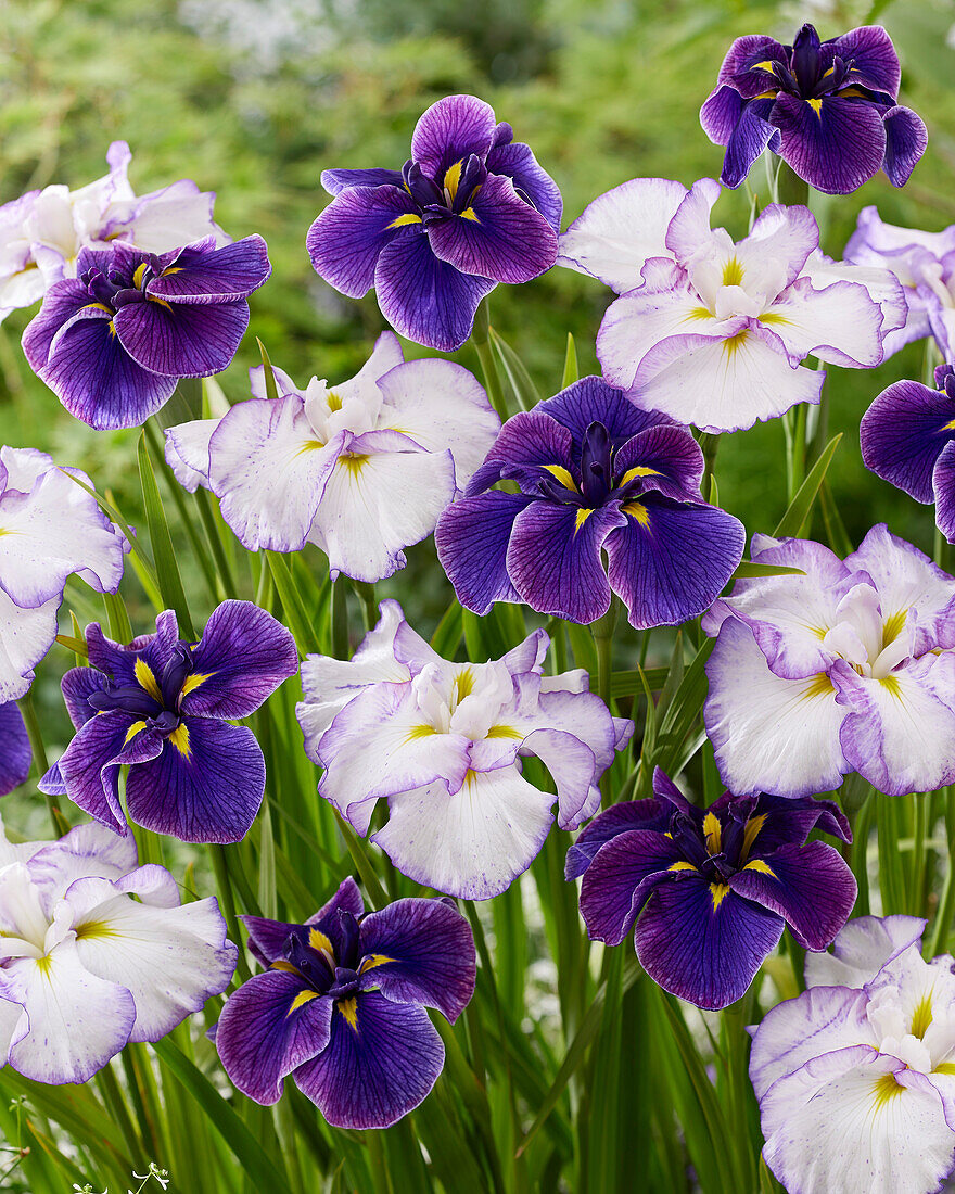 Japanische Sumpf-Schwertlilie (Iris ensata) 'Katy Mendez, Lady in Waiting'